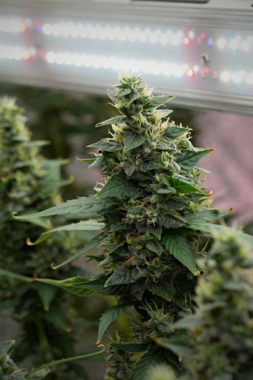 Frosted Guava Auto By Zamnesia Pheno A. Week 10 - Frosted Guava Auto  Pheno A 
