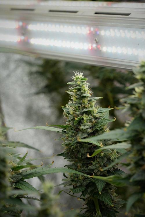 Frosted Guava Auto By Zamnesia Pheno A. Week 10 - Frosted Guava Auto  Pheno A 