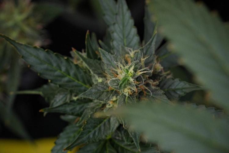 Pheno B Frosted Guava Auto By Zamnesia. Week 10 - Pheno B Frosted Guava Auto 