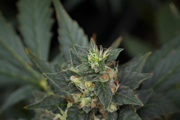 Pheno B Frosted Guava Auto By Zamnesia. Week 10 - Pheno B Frosted Guava Auto 