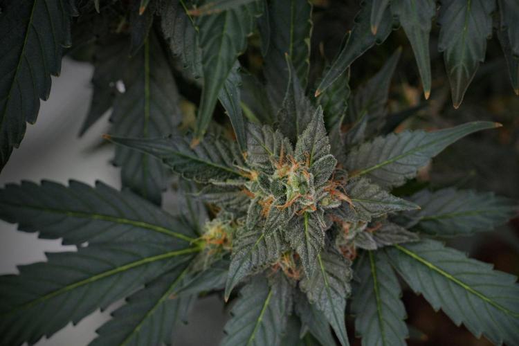 Pheno B Frosted Guava Auto By Zamnesia. Week 10 - Pheno B Frosted Guava Auto 