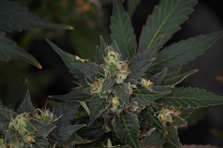 Pheno B Frosted Guava Auto By Zamnesia. Week 10 - Pheno B Frosted Guava Auto 