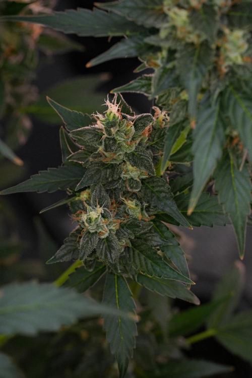 Pheno B Frosted Guava Auto By Zamnesia. Week 10 - Pheno B Frosted Guava Auto 