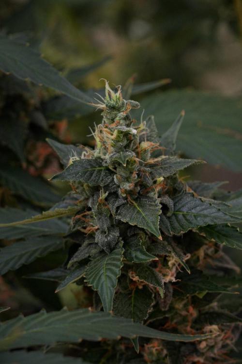 Pheno B Frosted Guava Auto By Zamnesia. Week 10 - Pheno B Frosted Guava Auto 