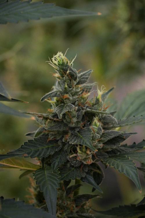 Pheno B Frosted Guava Auto By Zamnesia. Week 10 - Pheno B Frosted Guava Auto 
