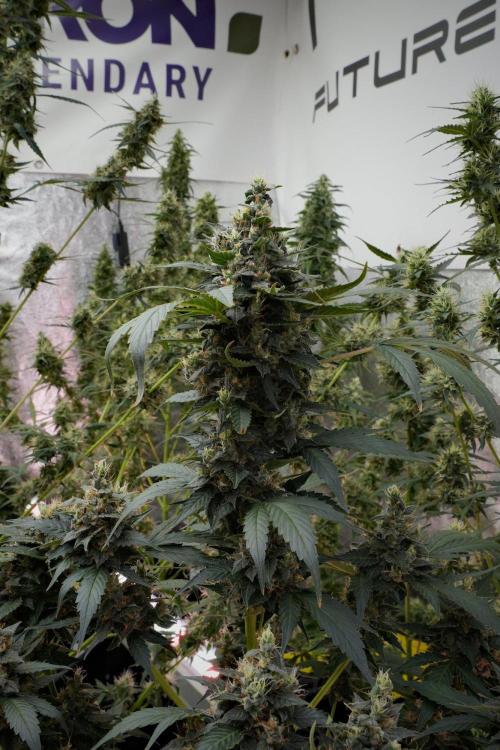 Pheno B Frosted Guava Auto By Zamnesia. Week 10 - Pheno B Frosted Guava Auto 