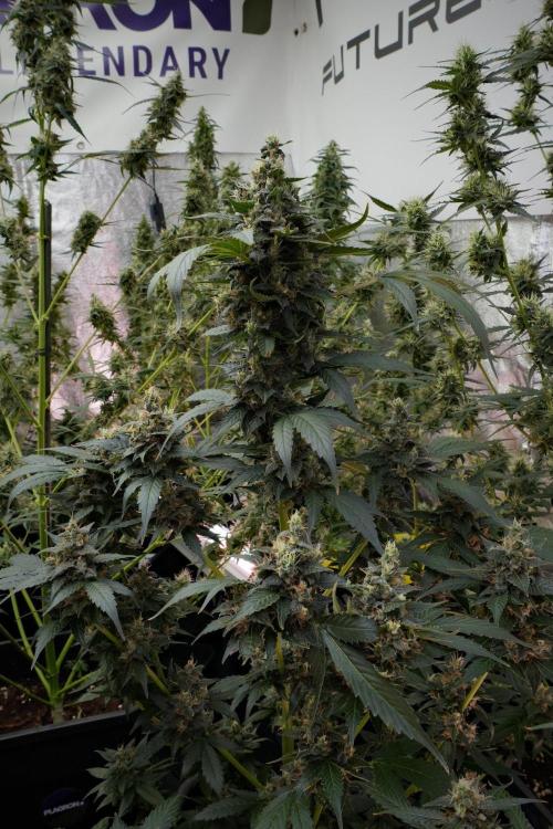 Pheno B Frosted Guava Auto By Zamnesia. Week 10 - Pheno B Frosted Guava Auto 