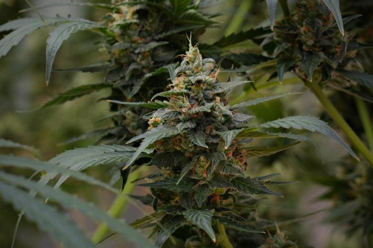 Pheno B Frosted Guava Auto By Zamnesia. Week 10 - Pheno B Frosted Guava Auto 