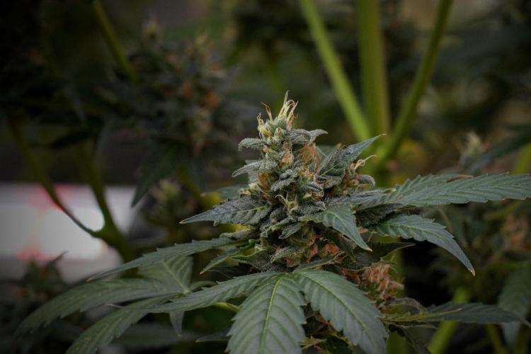 Pheno B Frosted Guava Auto By Zamnesia. Week 10 - Pheno B Frosted Guava Auto 