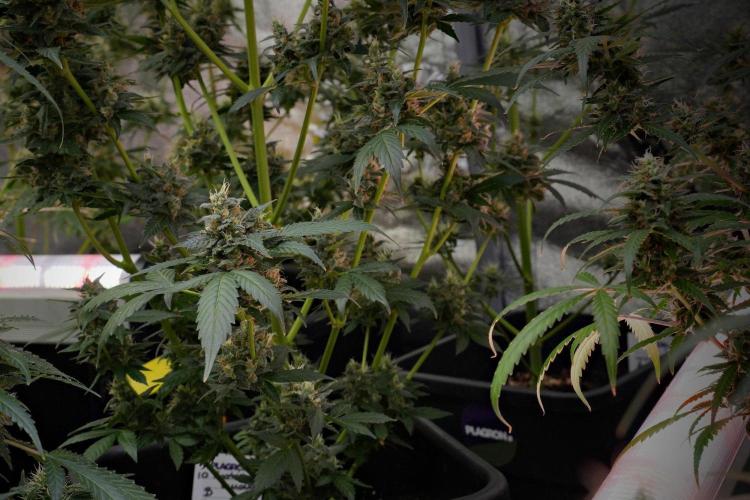 Pheno B Frosted Guava Auto By Zamnesia. Week 10 - Pheno B Frosted Guava Auto 