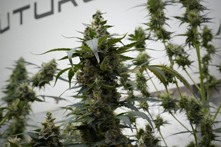 Pheno B Frosted Guava Auto By Zamnesia. Week 10 - Pheno B Frosted Guava Auto 