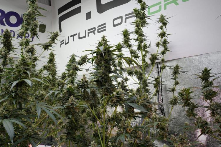 Pheno B Frosted Guava Auto By Zamnesia. Week 10 - Pheno B Frosted Guava Auto 