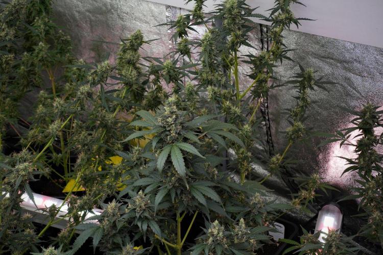 Pheno B Frosted Guava Auto By Zamnesia. Week 10 - Pheno B Frosted Guava Auto 