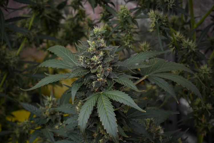 Pheno B Frosted Guava Auto By Zamnesia. Week 10 - Pheno B Frosted Guava Auto 