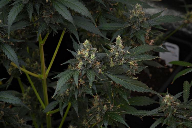 Pheno B Frosted Guava Auto By Zamnesia. Week 10 - Pheno B Frosted Guava Auto 