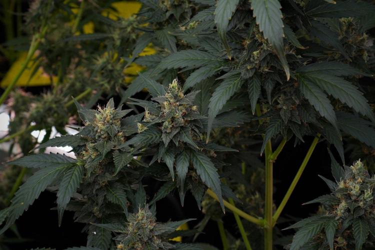 Pheno B Frosted Guava Auto By Zamnesia. Week 10 - Pheno B Frosted Guava Auto 