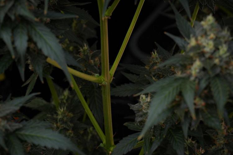 Pheno B Frosted Guava Auto By Zamnesia. Week 10 - Pheno B Frosted Guava Auto 