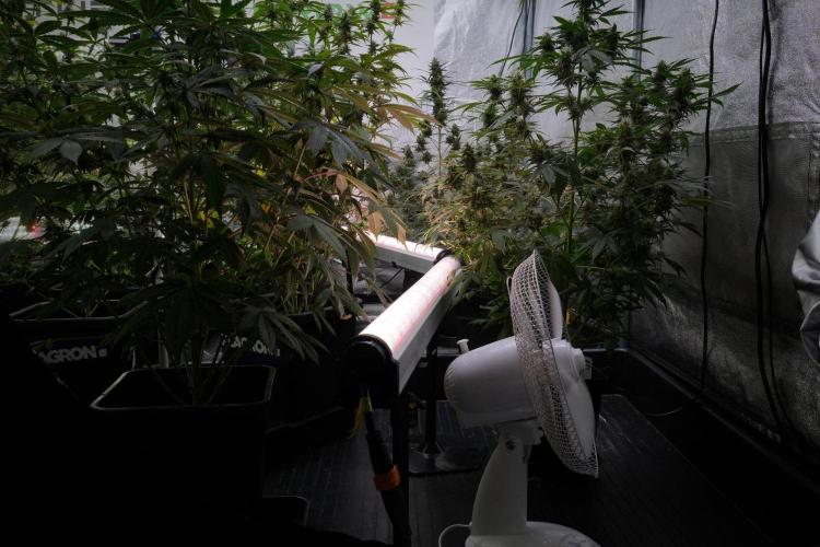Pheno B Frosted Guava Auto By Zamnesia. Week 10 - room an vibes 