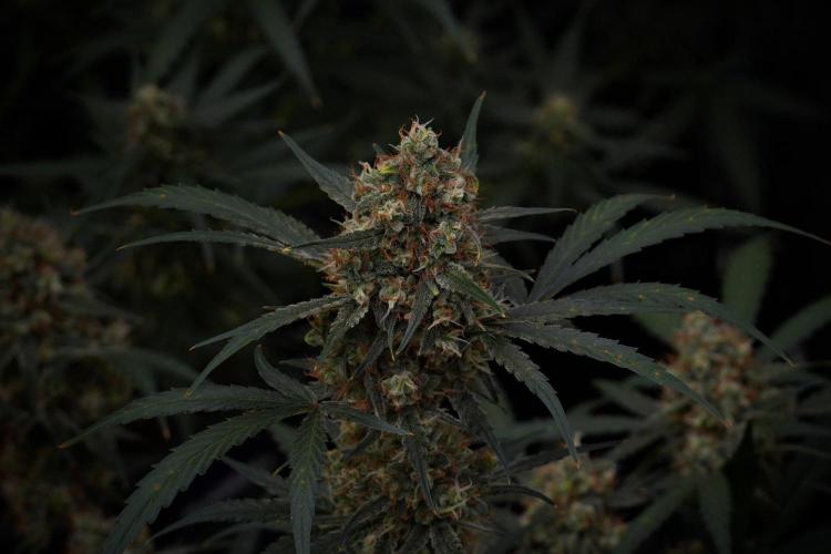 Pink Rosay Auto By Zamnesia Pheno A. Week 10 - Pink Rosay Auto Pheno A