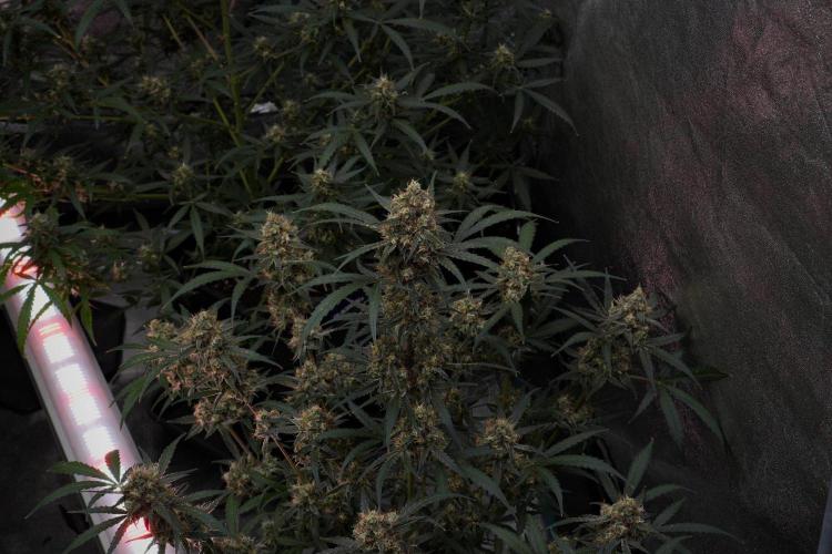 Pink Rosay Auto By Zamnesia Pheno A. Week 10 - Pink Rosay Auto Pheno A