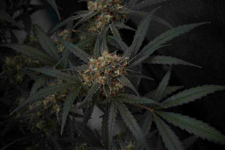 Pink Rosay Auto By Zamnesia Pheno A. Week 10 - Pink Rosay Auto Pheno A