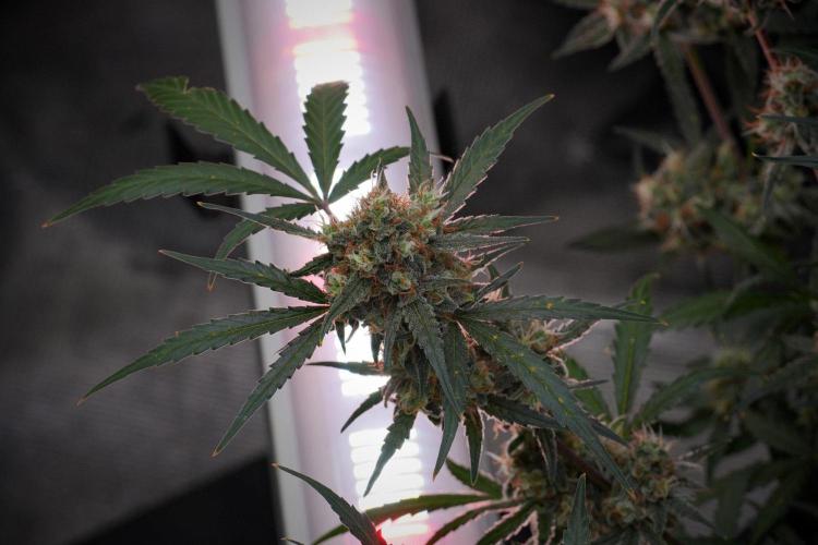 Pink Rosay Auto By Zamnesia Pheno A. Week 10 - Pink Rosay Auto Pheno A