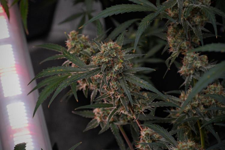 Pink Rosay Auto By Zamnesia Pheno A. Week 10 - Pink Rosay Auto Pheno A