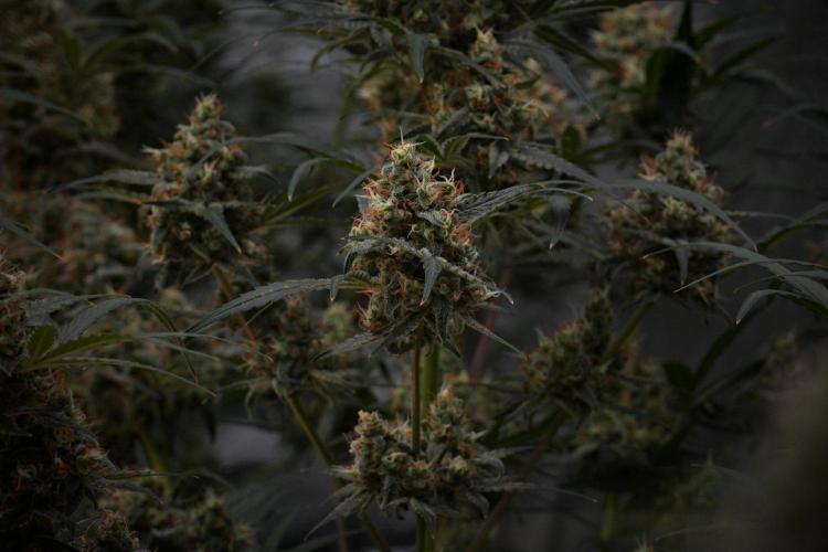 Pink Rosay Auto By Zamnesia Pheno A. Week 10 - Pink Rosay Auto Pheno A