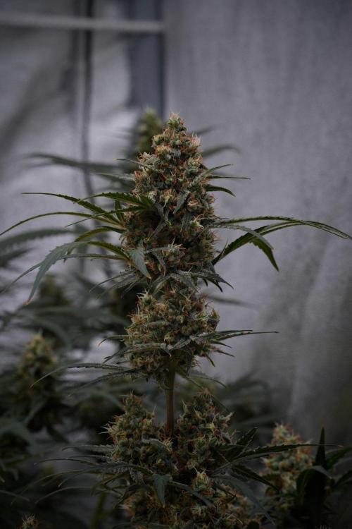 Pink Rosay Auto By Zamnesia Pheno A. Week 10 - Pink Rosay Auto Pheno A