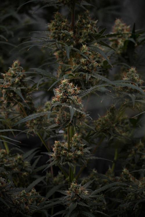 Pink Rosay Auto By Zamnesia Pheno A. Week 10 - Pink Rosay Auto Pheno A