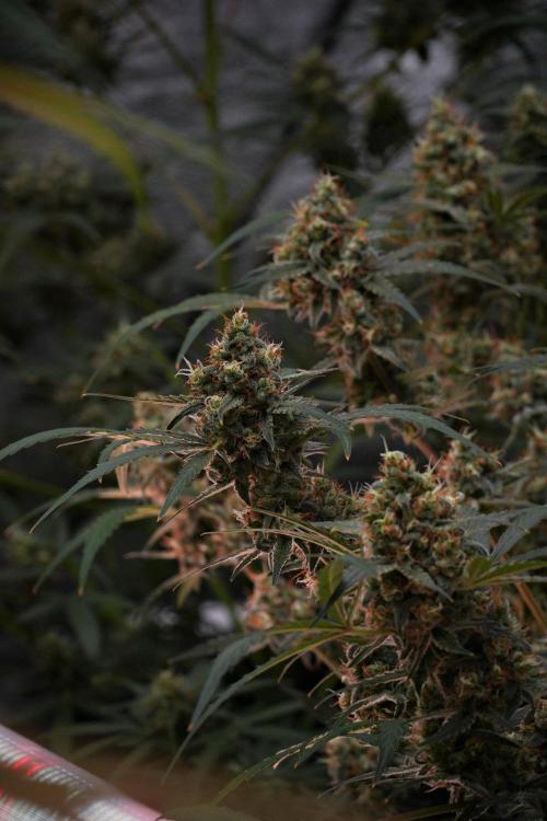 Pink Rosay Auto By Zamnesia Pheno A. Week 10 - Pink Rosay Auto Pheno A