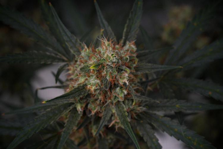 Pink Rosay Auto By Zamnesia Pheno A. Week 10 - Pink Rosay Auto Pheno A