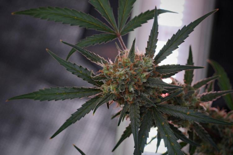 Pink Rosay Auto By Zamnesia Pheno A. Week 10 - Pink Rosay Auto Pheno A