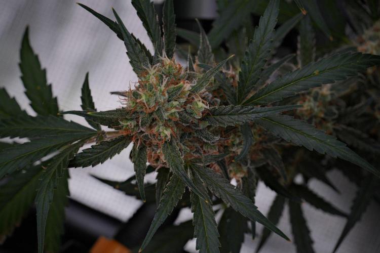 Pink Rosay Auto By Zamnesia Pheno A. Week 10 - Pink Rosay Auto Pheno A