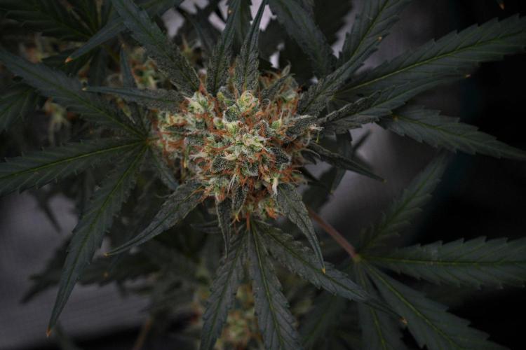 Pink Rosay Auto By Zamnesia Pheno A. Week 10 - Pink Rosay Auto Pheno A