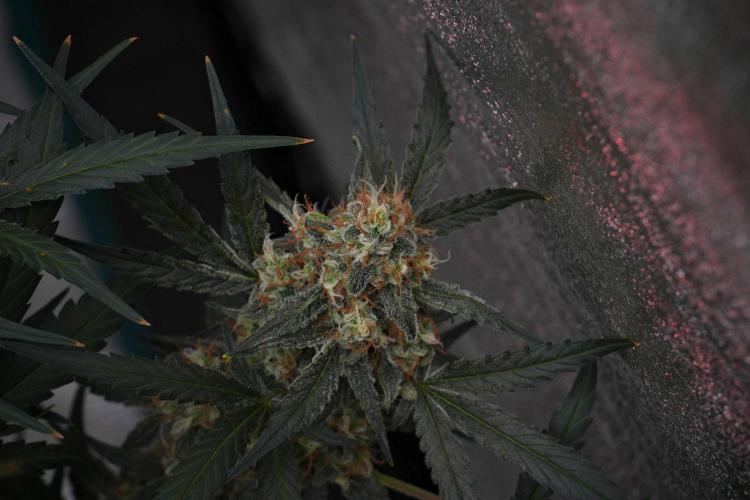 Pink Rosay Auto By Zamnesia Pheno A. Week 10 - Pink Rosay Auto Pheno A