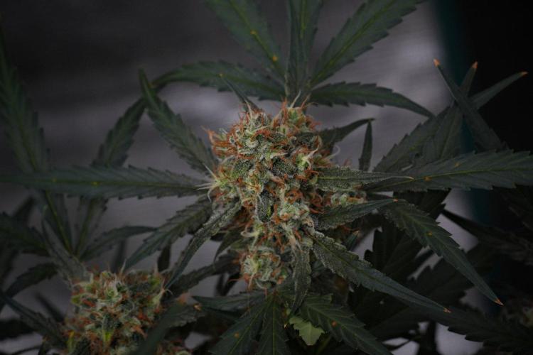 Pink Rosay Auto By Zamnesia Pheno A. Week 10 - Pink Rosay Auto Pheno A