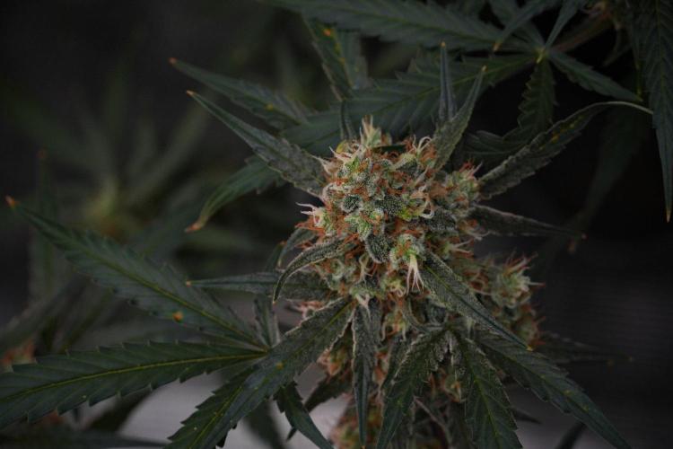 Pink Rosay Auto By Zamnesia Pheno A. Week 10 - Pink Rosay Auto Pheno A