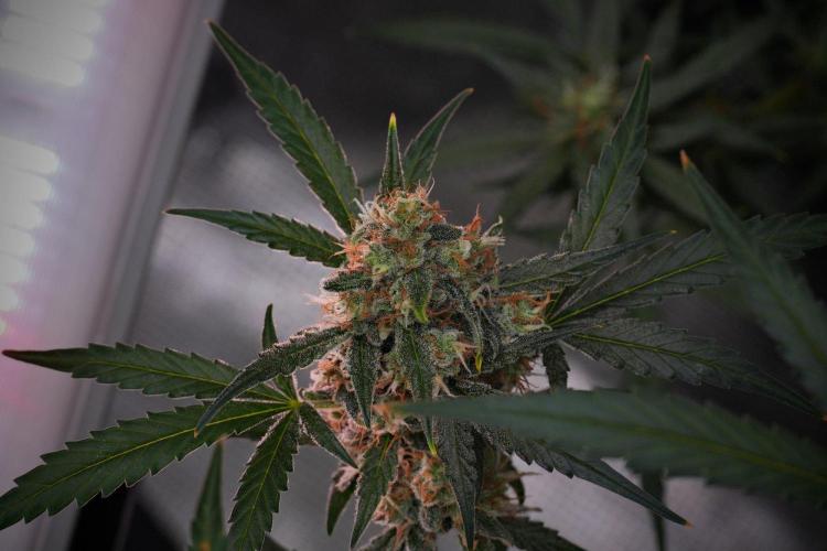 Pink Rosay Auto By Zamnesia Pheno A. Week 10 - Pink Rosay Auto Pheno A