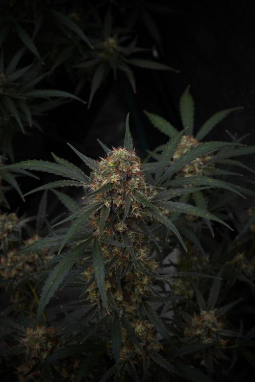 Pink Rosay Auto By Zamnesia Pheno A. Week 10 - Pink Rosay Auto Pheno A