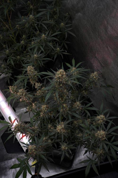 Pink Rosay Auto By Zamnesia Pheno A. Week 10 - Pink Rosay Auto Pheno A