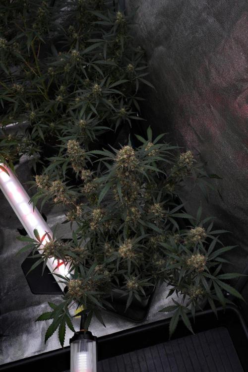 Pink Rosay Auto By Zamnesia Pheno A. Week 10 - Pink Rosay Auto Pheno A