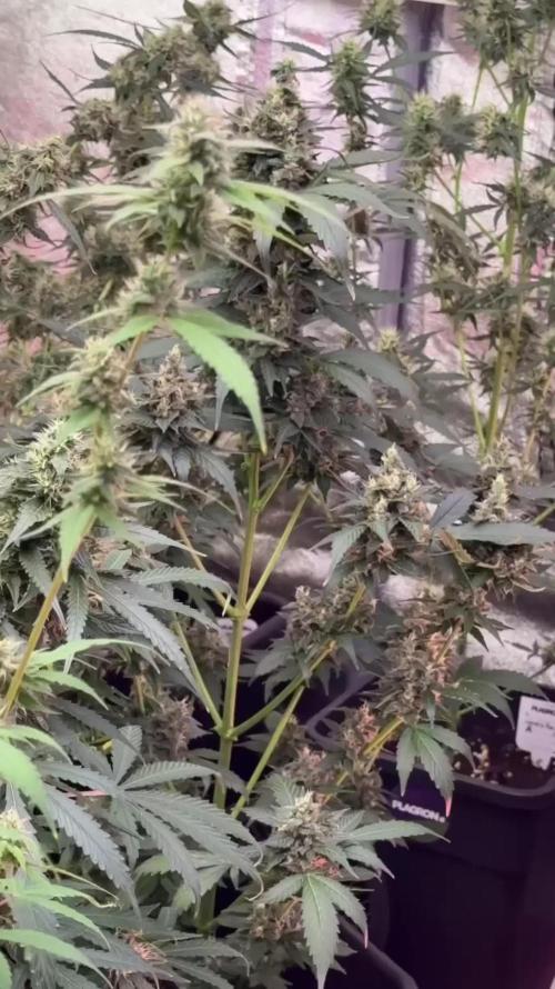 Pink Rosay Auto By Zamnesia Pheno A