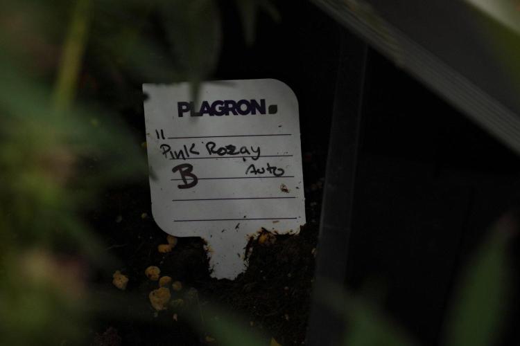 Pheno B Pink Rosay Auto By Zamnesia. Week 10 - Pheno B Pink Rosay Auto