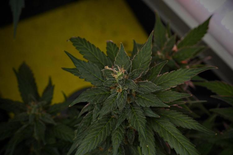 Pheno B Pink Rosay Auto By Zamnesia. Week 10 - Pheno B Pink Rosay Auto