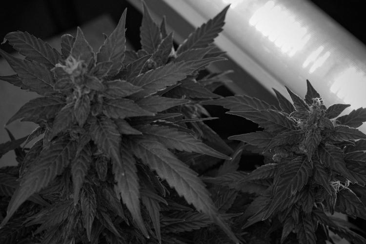 Pheno B Pink Rosay Auto By Zamnesia. Week 10 - Pheno B Pink Rosay Auto