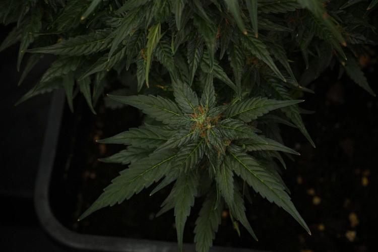 Pheno B Pink Rosay Auto By Zamnesia. Week 10 - Pheno B Pink Rosay Auto