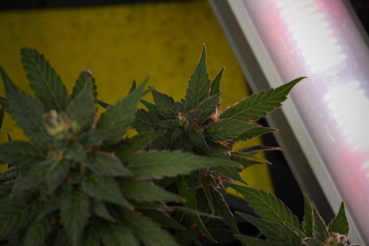 Pheno B Pink Rosay Auto By Zamnesia. Week 10 - Pheno B Pink Rosay Auto