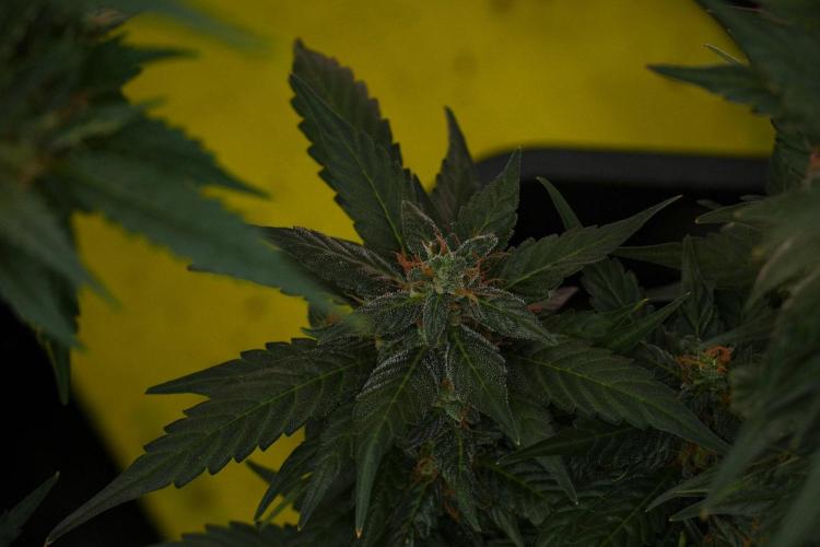 Pheno B Pink Rosay Auto By Zamnesia. Week 10 - Pheno B Pink Rosay Auto