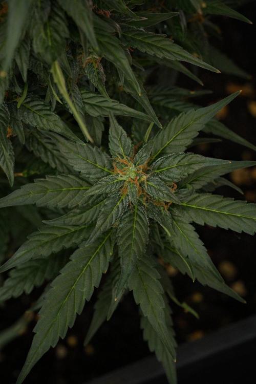 Pheno B Pink Rosay Auto By Zamnesia. Week 10 - Pheno B Pink Rosay Auto